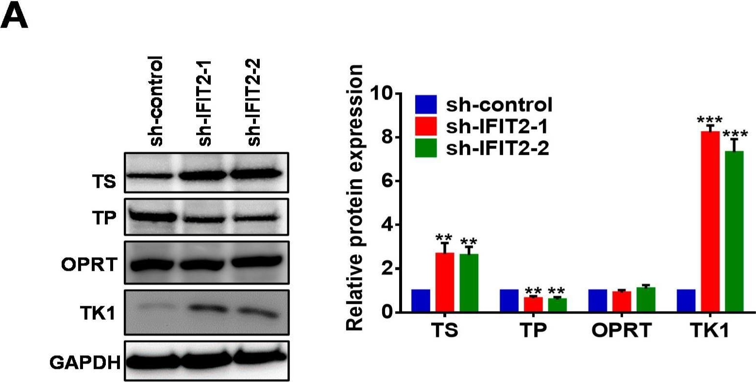 Fig.4.A showing Western Blotting in a Homo sapiens (Human) sample from the publication: SAHA Overcomes 5-FU Resistance in IFIT2-Depleted Oral Squamous Cell Carcinoma Cells.