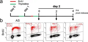 Fig.1.A showing Flow cytometry/Cell sorting from the publication: PARP1 allows proper telomere replication through TRF1 poly (ADP-ribosyl)ation and helicase recruitment.