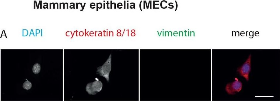 Epithelial and stromal circadian clocks are inversely regulated by their mechano-matrix environment.