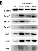 Fig.5.B showing Western Blotting in a Mus musculus (House mouse) sample from the publication: Apple Seed Extract in Cancer Treatment: Assessing Its Effects on Liver Damage and Recovery.