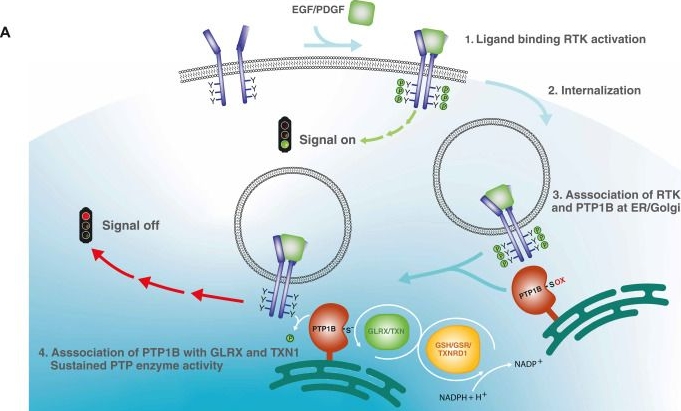 Fig.8.A from the publication: Intracellular enzymatic reducing systems control receptor tyrosine kinase signaling via PTP1B.