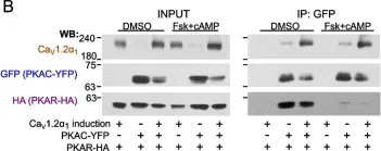 Fig.2.B showing Western Blotting in a Homo sapiens (Human) sample from the publication: Tripartite interactions of PKA catalytic subunit and C-terminal domains of cardiac Ca2+ channel may modulate its β-adrenergic regulation.