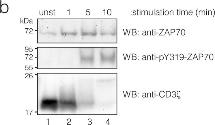 Fig.3.B showing Western Blotting in a Mus musculus (House mouse) sample from the publication: Quantitative analysis of protein phosphorylations and interactions by multi-colour IP-FCM as an input for kinetic modelling of signalling networks.