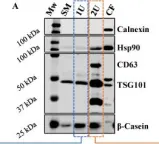 Fig.1.A showing Western Blotting in a Bos taurus (Bovine) sample from the publication: Bovine Milk-Derived Exosomes as a Drug Delivery Vehicle for miRNA-Based Therapy.
