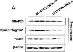 Fig.4.A showing Western Blotting from the publication: Long non-coding RNA CASC15 enhances learning and memory in mice by promoting synaptic plasticity in hippocampal neurons.
