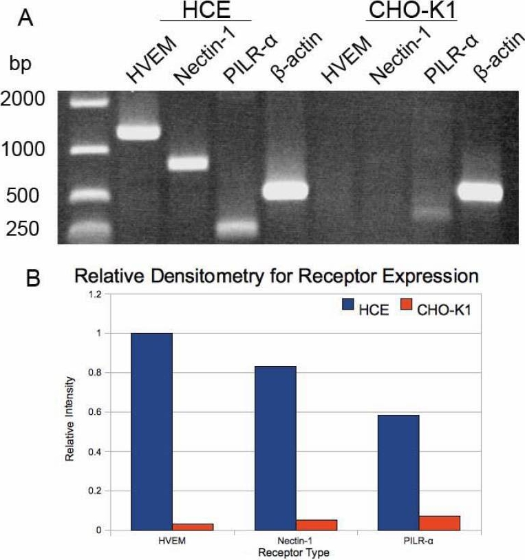 Fig.4.A showing Western Blotting from the publication: HSV-1 infection of human corneal epithelial cells: receptor-mediated entry and trends of re-infection.