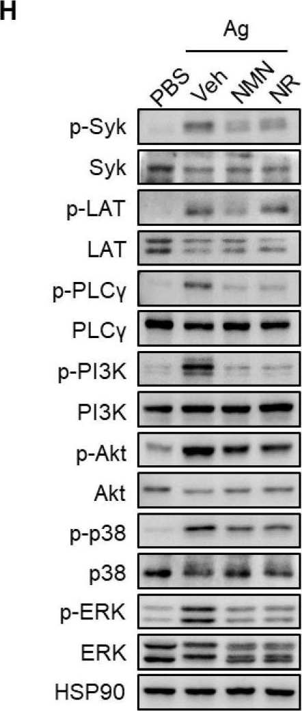 Fig.1.H showing Western Blotting in a Mus musculus (House mouse) sample from the publication: NAD+-boosting molecules suppress mast cell degranulation and anaphylactic responses in mice.