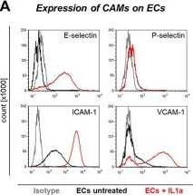 Fig.1.A showing Flow cytometry/Cell sorting in a Homo sapiens (Human) sample from the publication: Identification of potential classes of glycoligands mediating dynamic endothelial adhesion of human tumor cells.
