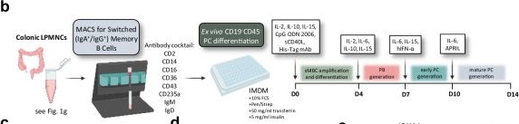 Fig.4.B from the publication: Colonic spatial single-cell proteomics and murine models link mitochondrial dysfunction to dimeric IgA-secreting plasma cell deficiency in Crohn's disease.