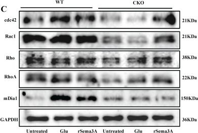 Fig.8.C showing Western Blotting from the publication: Slc1a2-mediated Glutamate Transport Promotes Dendritic Cell Immunity through Sema3A-regulated Cytoskeletal Remodeling and Migration.