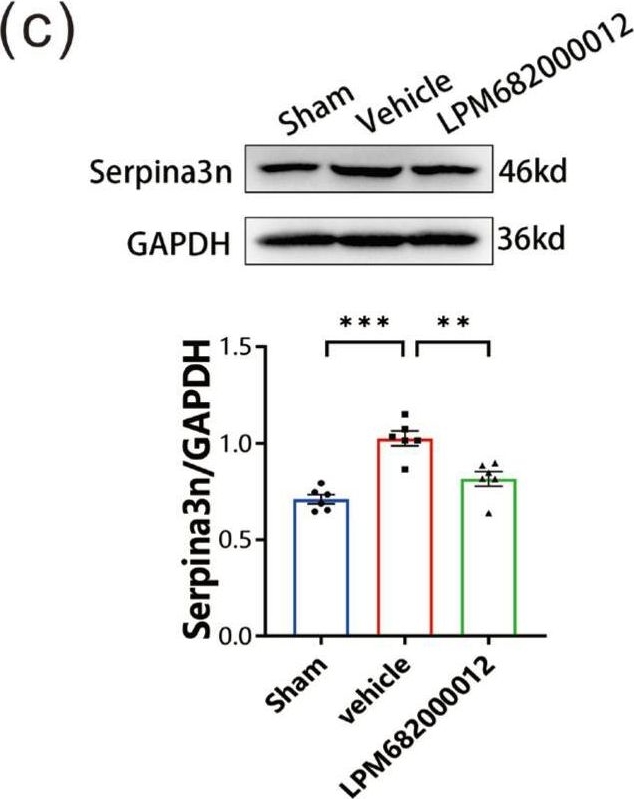 Fig.9.C showing Western Blotting in a Rattus norvegicus (Rat) sample from the publication: LPM682000012, a Synthetic Neuroactive Steroid That Ameliorates Epileptic Seizures by Downregulating the Serpina3n/NF-κB Signaling Pathway.