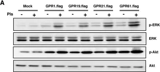 Fig.4.A showing Western Blotting from the publication: Neuronal Orphan G-Protein Coupled Receptor Proteins Mediate Plasmalogens-Induced Activation of ERK and Akt Signaling.