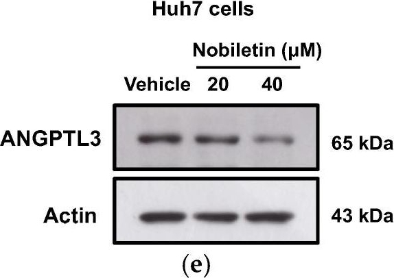 Fig.3.E showing Western Blotting in a Homo sapiens (Human) sample from the publication: The Citrus Flavonoid Nobiletin Downregulates Angiopoietin-like Protein 3 (ANGPTL3) Expression and Exhibits Lipid-Modulating Effects in Hepatic Cells and Adult Zebrafish Models.