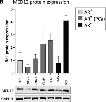 Fig.1.B showing Western Blotting in a Homo sapiens (Human) sample from the publication: MED12 and CDK8/19 Modulate Androgen Receptor Activity and Enzalutamide Response in Prostate Cancer.