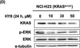 Fig.3.D showing Western Blotting in a Homo sapiens (Human) sample from the publication: Carborane Hydrophobic Tags Drive Selective Degradation of Endogenous KRASG12C via HSP70-Ubiquitin-Proteasome Pathway.
