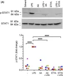 Fig.7.A showing Western Blotting from the publication: Arachidonic acid, a clinically adverse mediator in the ovarian cancer microenvironment, impairs JAK-STAT signaling in macrophages by perturbing lipid raft structures.
