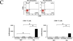 Fig.2.C showing Flow cytometry/Cell sorting in a Mus musculus (House mouse) sample from the publication: IL-18 induces airway hyperresponsiveness and pulmonary inflammation via CD4+ T cell and IL-13.