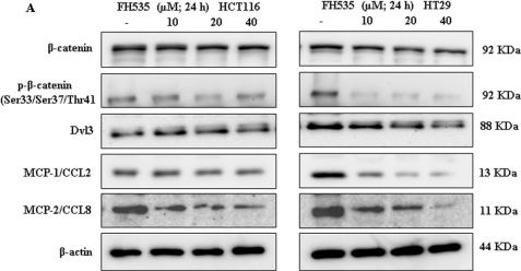Fig.5.A showing Western Blotting from the publication: FH535-mediated inhibition of Wnt/β-catenin suppresses CRC growth and invasion and alters MCP1 and MCP2 expression with potential immunological implications.