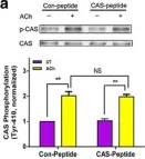 Fig.5.A showing Western Blotting from the publication: Role and regulation of Abelson tyrosine kinase in Crk-associated substrate/profilin-1 interaction and airway smooth muscle contraction.