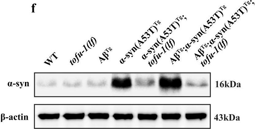 Fig.2.F showing Western Blotting in a Mus musculus (House mouse) sample from the publication: PIWI-interacting RNA expression regulates pathogenesis in a Caenorhabditis elegans model of Lewy body disease.