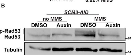 Fig.6.B showing Western Blotting in a Saccharomyces cerevisiae (Yeast) sample from the publication: Evidence of centromeric histone 3 chaperone involved in DNA damage repair pathway in budding yeast.