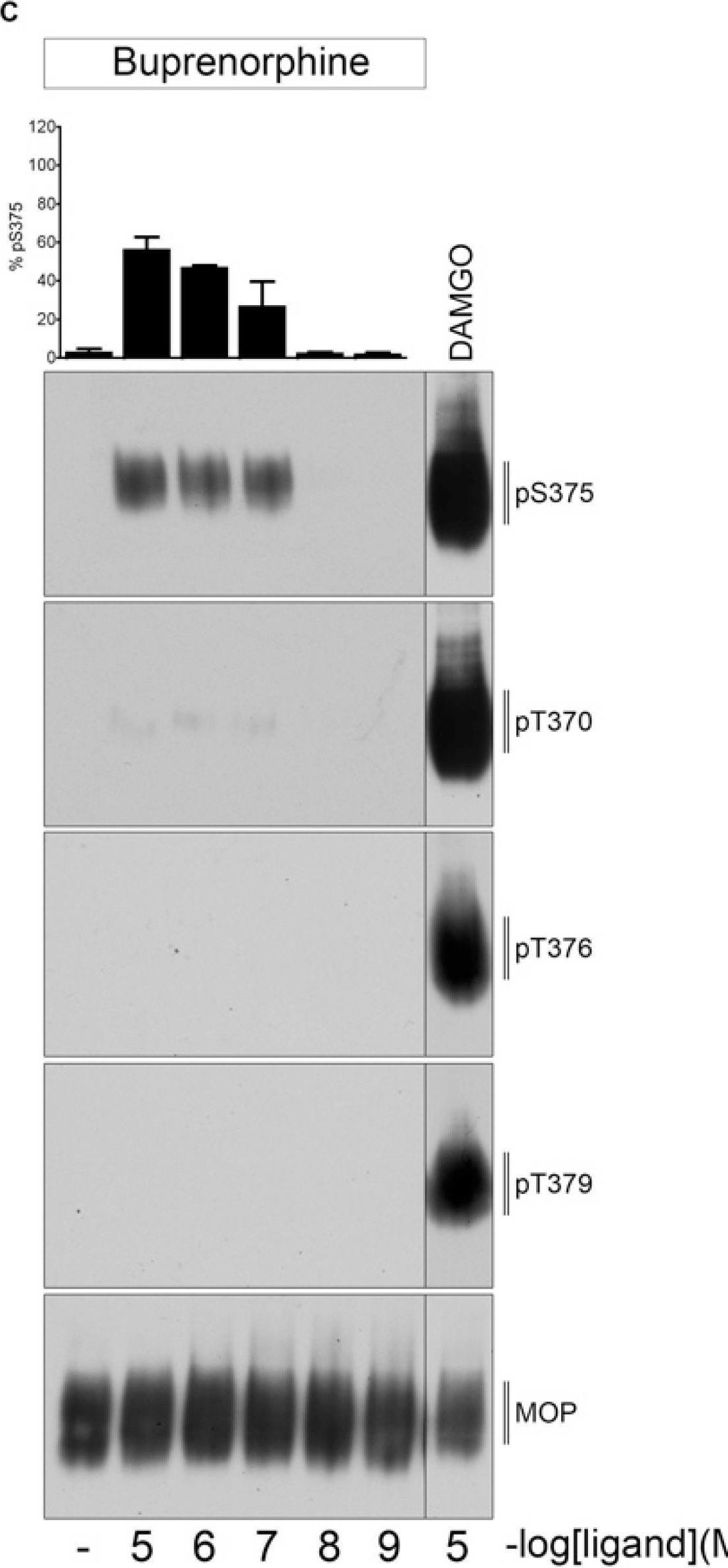 Fig.2.C showing Western Blotting in a Homo sapiens (Human) sample from the publication: SR-17018 Stimulates Atypical µ-Opioid Receptor Phosphorylation and Dephosphorylation.