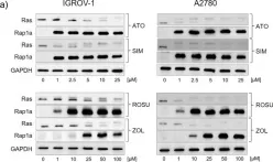 Fig.1.A showing Western Blotting in a Homo sapiens (Human) sample from the publication: Anti-tumor effects of mevalonate pathway inhibition in ovarian cancer.