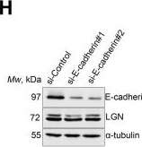 Fig.6.H showing Western Blotting in a Homo sapiens (Human) sample from the publication: Interplay between the plasma membrane and cell-cell adhesion maintains epithelial identity for correct polarised cell divisions.