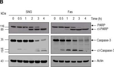 Fig.1.B showing Western Blotting in a Homo sapiens (Human) sample from the publication: Caspase cleavage and nuclear retention of the energy sensor AMPK-α1 during apoptosis.
