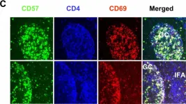 Fig.1.A showing Immunohistochemistry-immunofluorescence in a Homo sapiens (Human) sample from the publication: Human CD57+ germinal center-T cells are the major helpers for GC-B cells and induce class switch recombination.