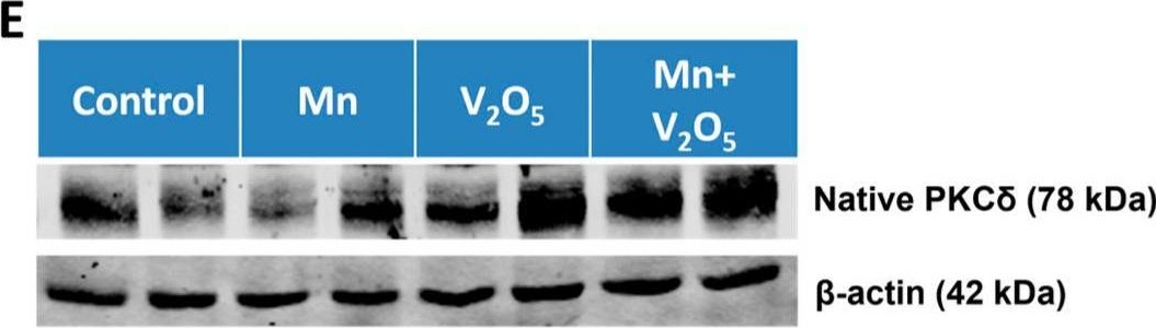 Fig.9.E showing Western Blotting from the publication: Manganese and Vanadium Co-Exposure Induces Severe Neurotoxicity in the Olfactory System: Relevance to Metal-Induced Parkinsonism.