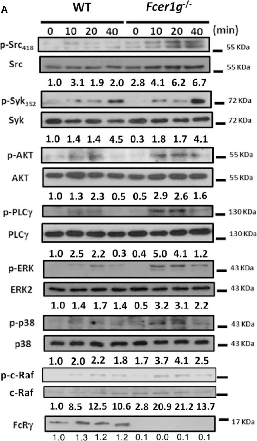 Fig.7.A showing Western Blotting in a Mus musculus (House mouse) sample from the publication: FcεRI γ-Chain Negatively Modulates Dectin-1 Responses in Dendritic Cells.