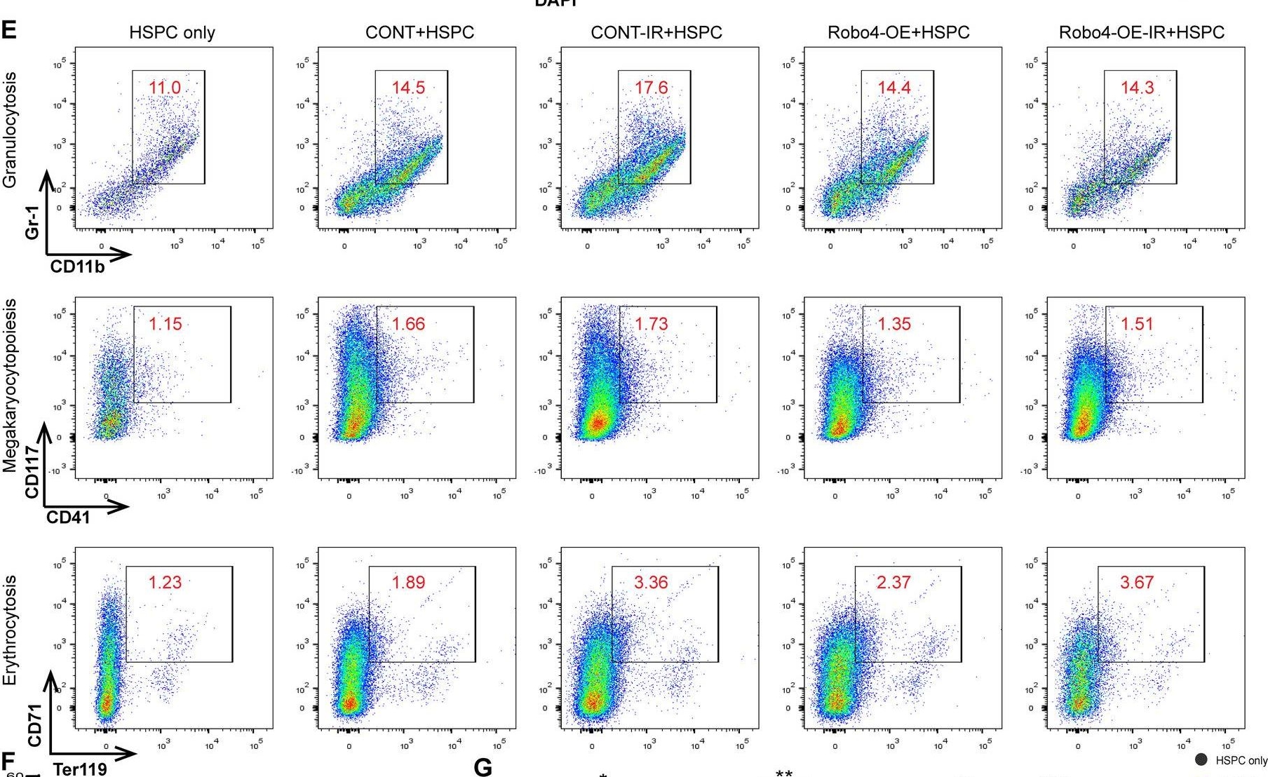 Fig.7.E showing Flow cytometry/Cell sorting in a Mus musculus (House mouse) sample from the publication: Endothelial Robo4 suppresses endothelial-to-mesenchymal transition induced by irradiation and improves hematopoietic reconstitution.