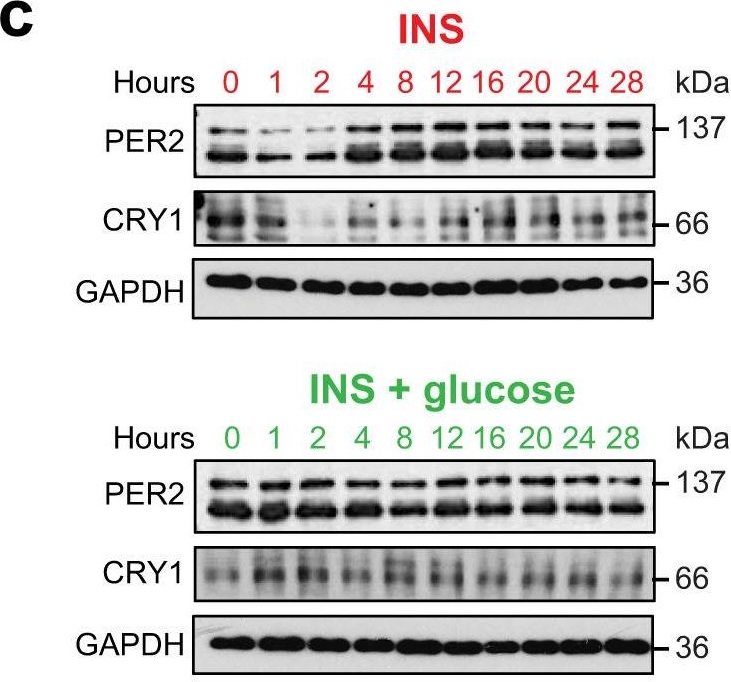 Fig.1.C showing Western Blotting in a Mus musculus (House mouse) sample from the publication: Astrocytic insulin receptor controls circadian behavior via dopamine signaling in a sexually dimorphic manner.
