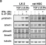 Fig.5.D showing Western Blotting in a Rattus norvegicus (Rat) sample from the publication: Interleukin-27 acts on hepatic stellate cells and induces signal transducer and activator of transcription 1-dependent responses.
