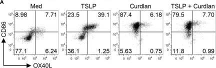 Fig.1.A showing Flow cytometry/Cell sorting in a Mus musculus (House mouse) sample from the publication: Dectin-1 Controls TSLP-Induced Th2 Response by Regulating STAT3, STAT6, and p50-RelB Activities in Dendritic Cells.