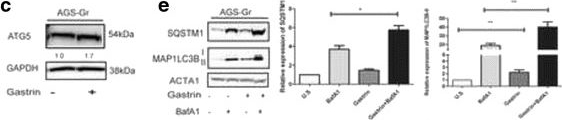 Gastrin activates autophagy and increases migration and survival of gastric adenocarcinoma cells.