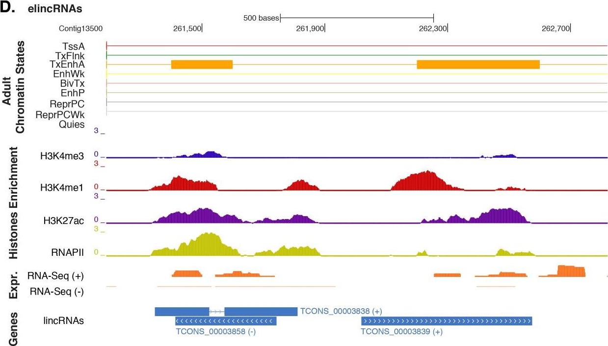 Fig.5.D showing Chromatin immunoprecipitation in an Amphimedon queenslandica sample from the publication: Landscape of histone modifications in a sponge reveals the origin of animal cis-regulatory complexity.