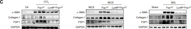 Fig.2.C showing Western Blotting from the publication: PGK1 Lactylation-Driven Self-Reinforcing Loop Orchestrates Glycolytic Reprogramming in FSP1+ Macrophages in Liver Fibrosis.