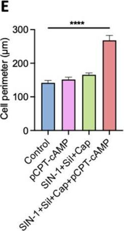 Fig.4.E from the publication: Combined Pharmacological Conditioning of Endothelial Cells for Improved Vascular Graft Endothelialization.
