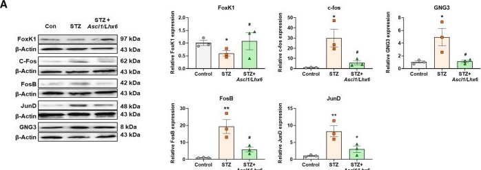 Fig.8.A showing Western Blotting from the publication: Modulation of pain sensitivity by Ascl1- and Lhx6-dependent GABAergic neuronal function in streptozotocin diabetic mice.