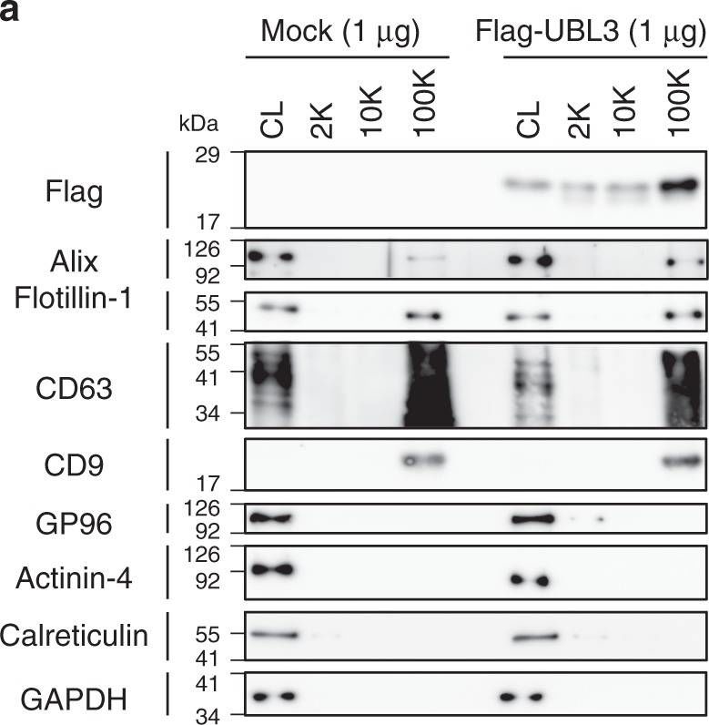 Fig.3.A showing Western Blotting in a Mus musculus (House mouse) sample from the publication: UBL3 modification influences protein sorting to small extracellular vesicles.