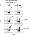 Fig.6.A showing Flow cytometry/Cell sorting from the publication: Conditional Selection of B Cells in Mice With an Inducible B Cell Development.