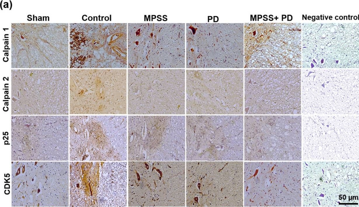 Fig.8.A showing Immunohistochemistry from the publication: Selective Calpain Inhibition Improves Functional and Histopathological Outcomes in a Canine Spinal Cord Injury Model.