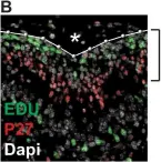 Fig.3.B showing Immunohistochemistry in a Mus musculus (House mouse) sample from the publication: Cerebellar folding is initiated by mechanical constraints on a fluid-like layer without a cellular pre-pattern.