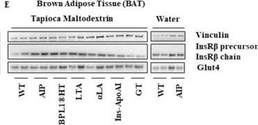 Fig.3.E showing Western Blotting in a Mus musculus (House mouse) sample from the publication: Oral lipoteichoic and lipoic acids improve insulin resistance and body composition in porphyria mice on a high-carbohydrate diet.
