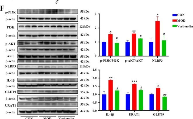 Fig.4.F showing Western Blotting in a Rattus norvegicus (Rat) sample from the publication: Multi-omics analysis reveals the mechanism of verbenalin in treating gout via modulating purine metabolism, gut microbiota, and inflammatory pathways.