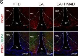 Fig.4.S showing Immunohistochemistry-immunofluorescence in a Rattus norvegicus (Rat) sample from the publication: Acupuncture ameliorates diet-induced obesity via the vagal-GLP-1-ARC circuit: neural mechanism of anorexigenic action.