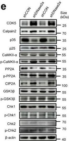 Fig.2.E showing Western Blotting from the publication: Neuronal double-stranded DNA accumulation induced by DNase II deficiency drives tau phosphorylation and neurodegeneration.