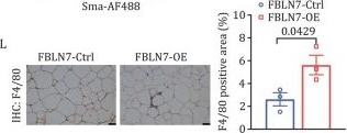 Fig.4.L showing Immunohistochemistry in a Mus musculus (House mouse) sample from the publication: Fibulin-7 in progenitor cells promotes adipose tissue fibrosis and disrupts metabolic homeostasis in obesity.